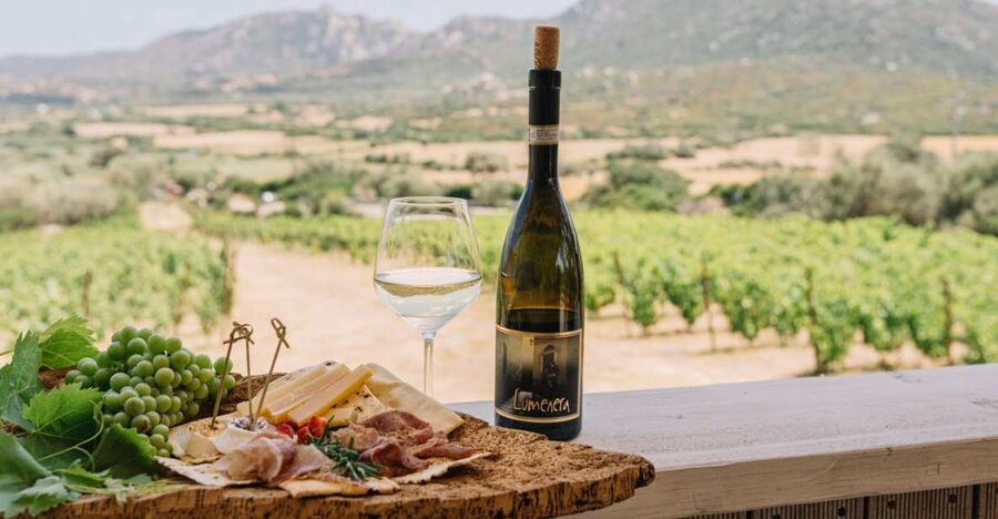 Olbia: Gallura Winery Guided Tour with Tasting - Walking the Vines and Seeing the Winemaking Rooms