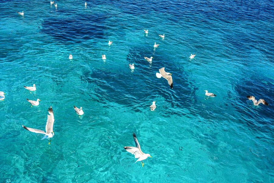 Palau: La Maddalena Archipelago and Caprera Island Boat Tour - La Maddalena town and the Caruggi