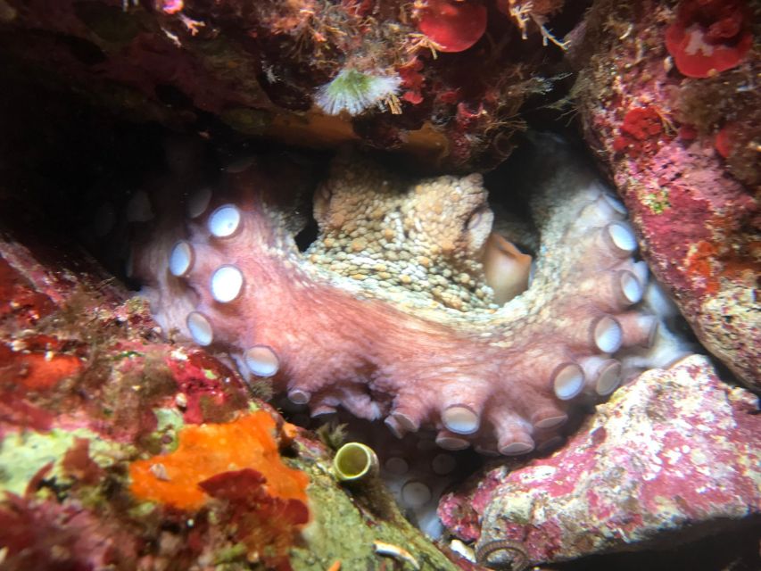 Palermo: Full-Day Snorkeling Boat Tour with Lunch and Wine - What makes the guides important