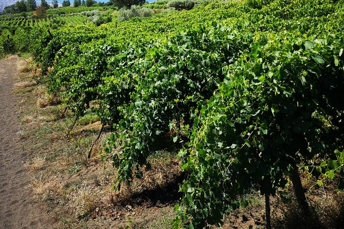 Pompeii Tour & Lunch with Wine Tasting Experience - Guides who can shape the day