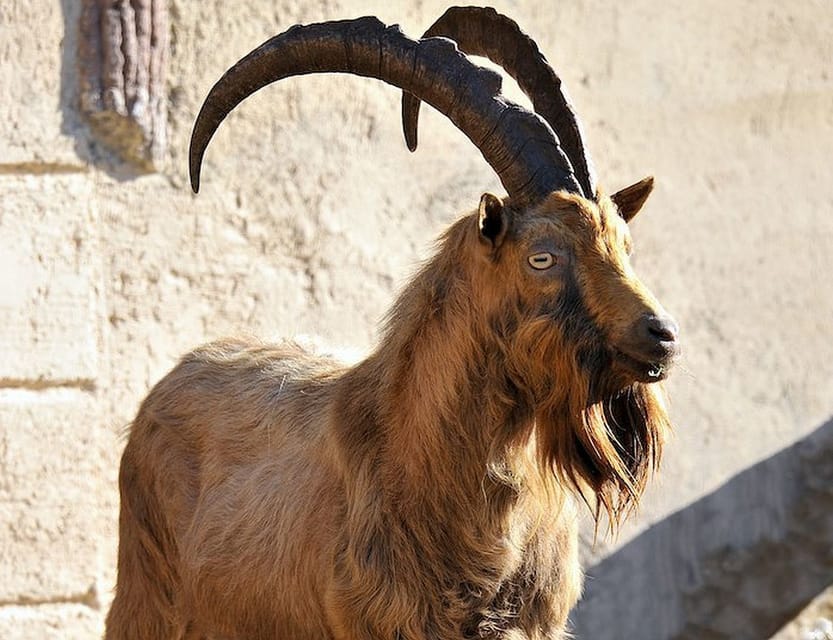 Rome: Bioparco di Roma Zoological Garden Entry Ticket - Food, water, toilets, and places to rest