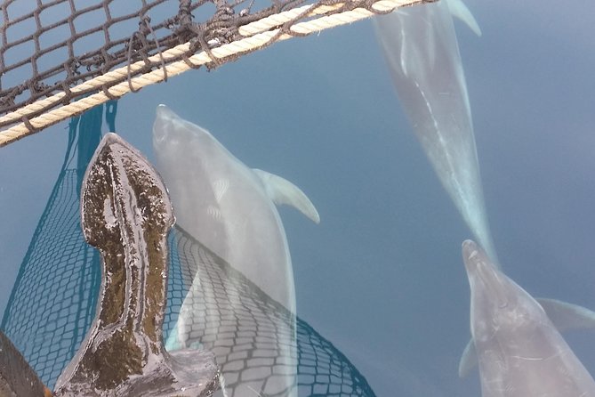 Sailing day trip on Tall Ship Andrea Jensen with Lunch and Wine - Who will enjoy this day most