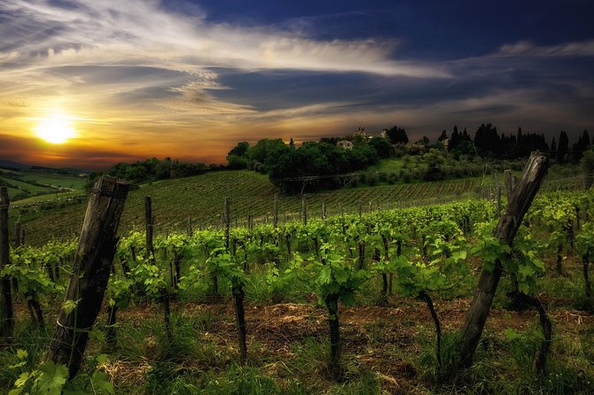 Siena: A Wine Tour and Tasting Experience - What to know before you book