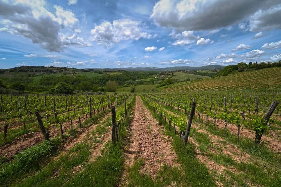 Siena: Educational Wine Tour & Tasting - Tasting four organic Tuscan wines