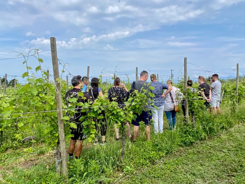 Sirmione: Vineyard Tour with Lugana Wines and Local Tastings - Why Lugana is the right wine to explore near Sirmione