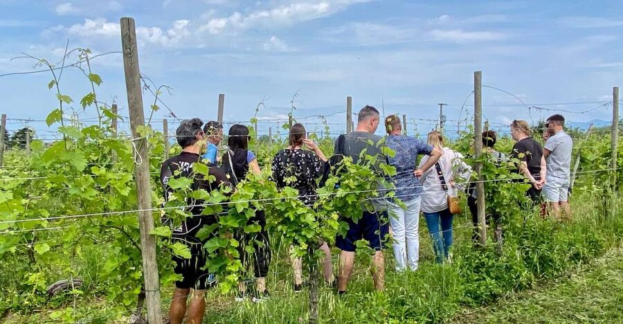 Sirmione: Vineyard Tour with Lugana Wines and Local Tastings - The three-wine tasting and its local pairings