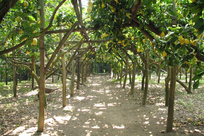 Sorrento Farm and Food Experience including Olive Oil, Limoncello, Wine tasting - Key points to know before you book