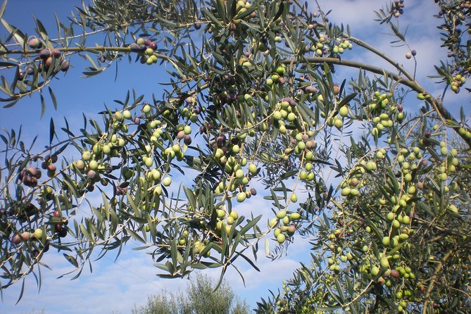Sorrento Farm and Food Experience including Olive Oil, Limoncello, Wine tasting - Walking through lemon and olive terraces