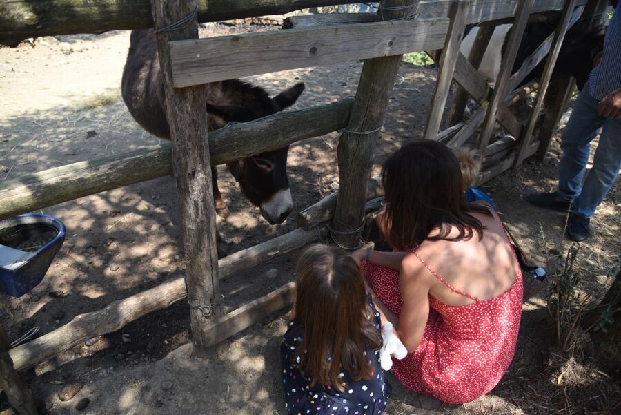 Sorrento: Farm Tour with Cheese Tasting & Pizza Making Class - How much value does the four-hour outing offer?