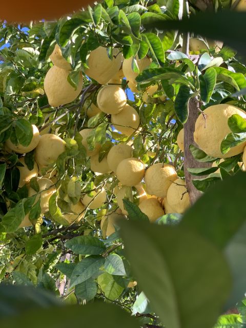 Sorrento: Lemon Garden Tour with Marmalade Tasting - Key points at a glance