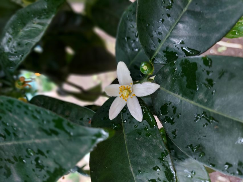 Sorrento: Lemon Garden Tour with Marmalade Tasting - Why Sorrento lemons deserve their own tour