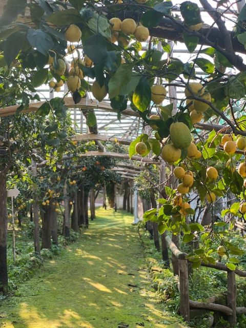 Sorrento: Lemon Garden Tour with Marmalade Tasting - What the guided walk teaches you