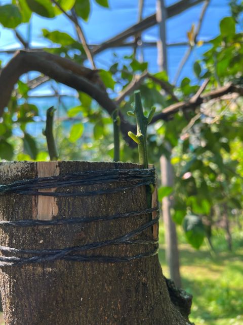 Sorrento: Lemon Garden Tour with Marmalade Tasting - How long the experience really takes