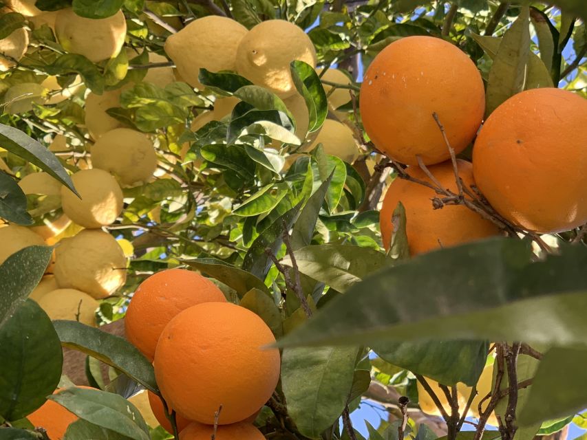 Sorrento: Lemon Garden Tour with Marmalade Tasting - Is $47 a fair price?