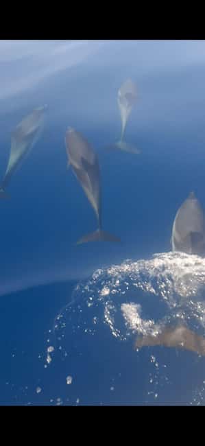 Sunset tour in search of dolphins with aperitif - Key points to know before booking