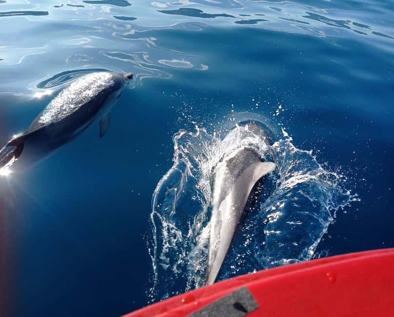 Sunset tour in search of dolphins with aperitif - Sunset, music, and the social atmosphere