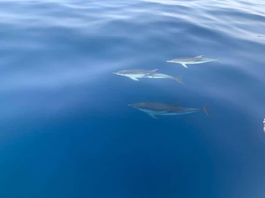Sunset tour in search of dolphins with aperitif - Naxos Bay and the first views of Etna