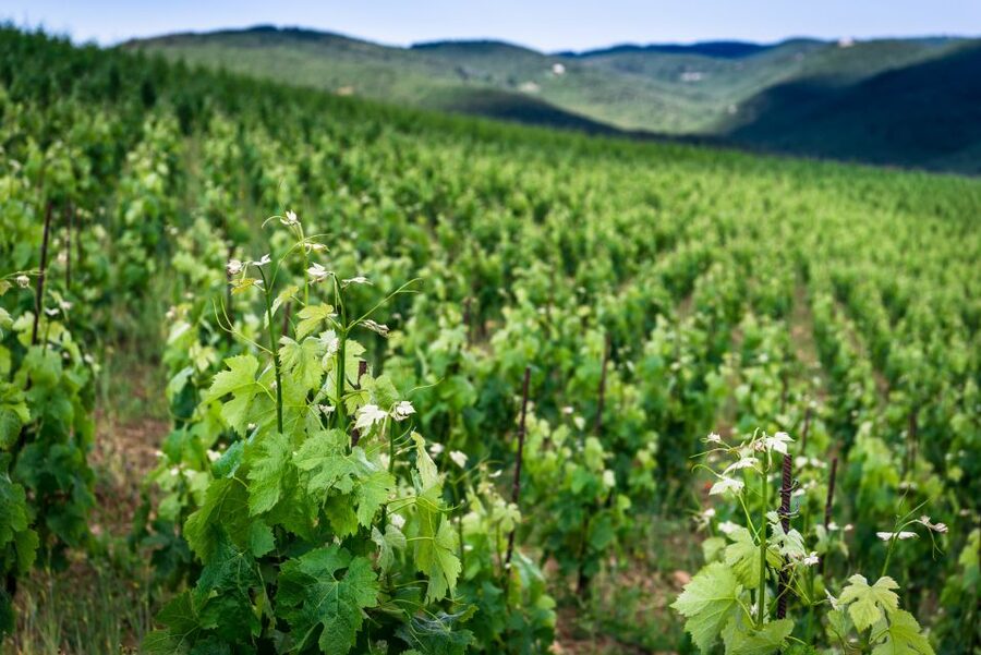 Total Immersion Wine Tour in Chianti - Booking, weather, and practical planning