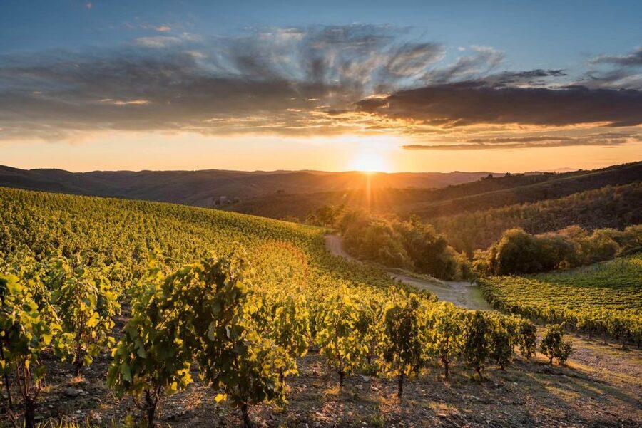 Total Immersion Wine Tour in Chianti - The Black Rooster and the story of Chianti Classico
