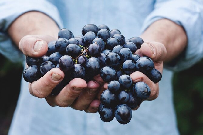 Tour Etna & Wine Tasting - Piano Provenzana and Etna’s northern side