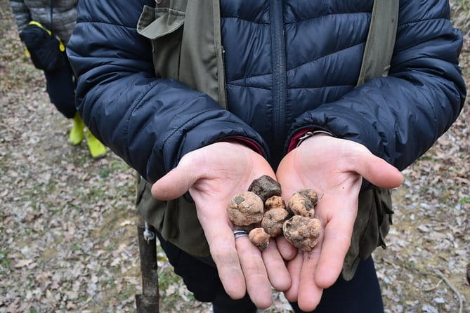 Truffle Hunting Experience with Lunch in San Miniato - Why fresh truffles change the meal