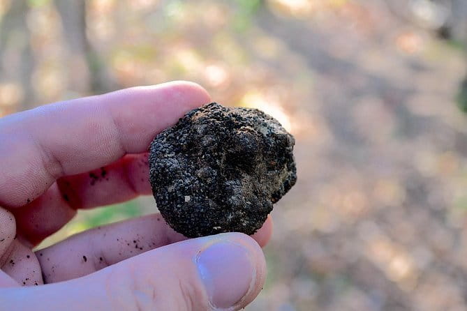Truffle Hunting Experience with Lunch in San Miniato - What the walk is really like