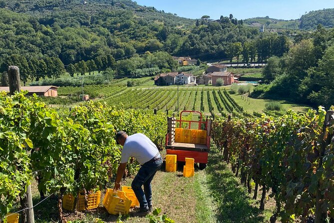 Tuscan Wine Tour in Lucca by van - Why the family-run setting matters