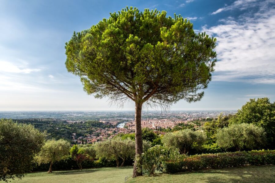 Verona: Wine Tasting with Snacks and Panoramic Views - Timing, comfort, and what to expect after the tasting