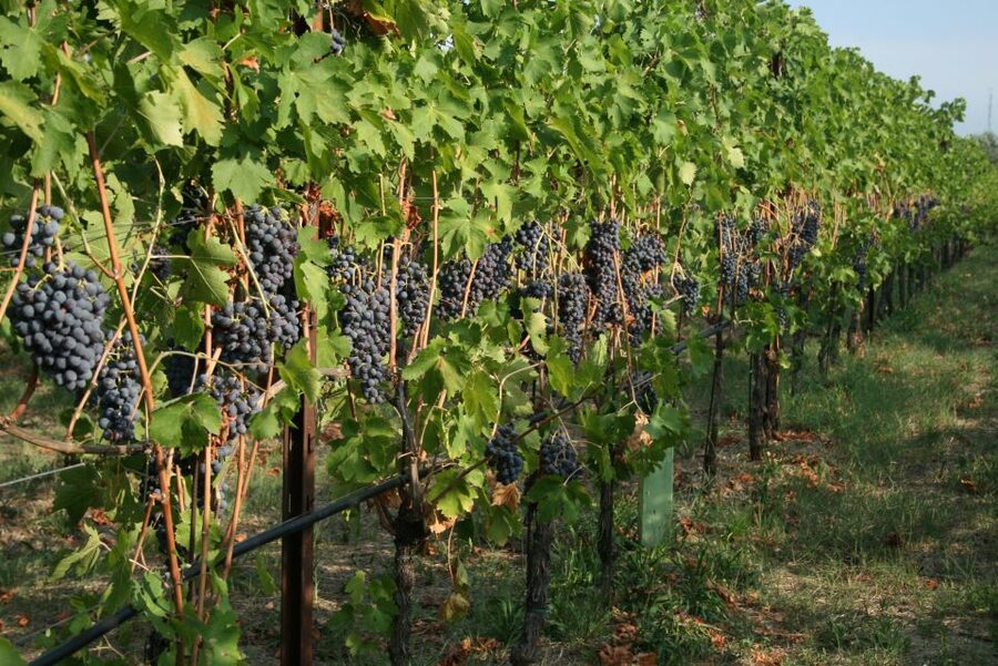 Verona: Wine Tasting with Snacks and Panoramic Views - Getting there from Verona