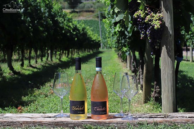Wine and Food Tasting in the Vineyards in Lazise - Sitting beside the crushing cellar