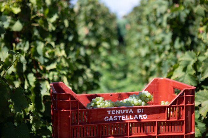 Wine tasting THE CLASSICS - The vineyard walk and winery visit